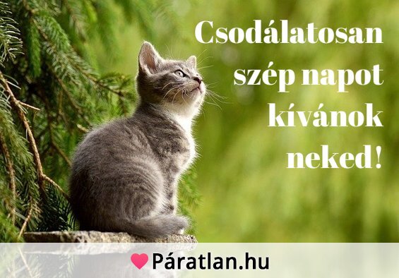 Csodálatosan szép napot kívánok neked!