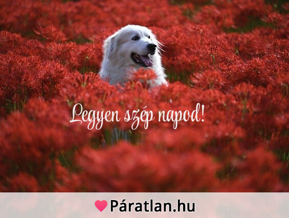 Legyen szép napod!