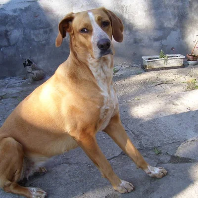 ICUKA CUKI