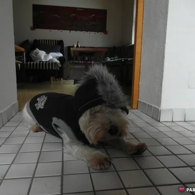 Zoli