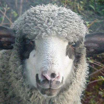 László