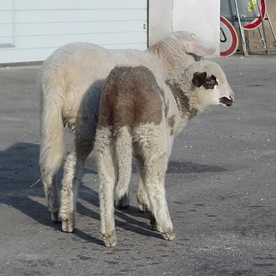 László