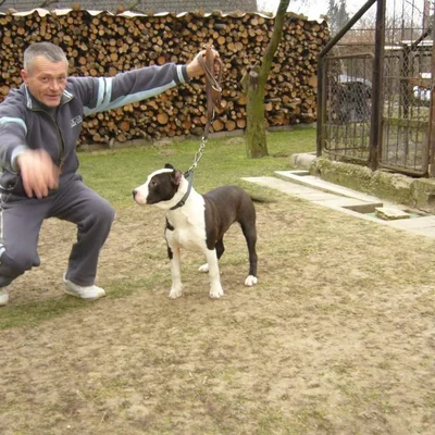 Sándor