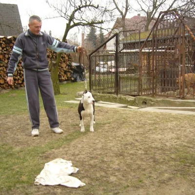 Sándor