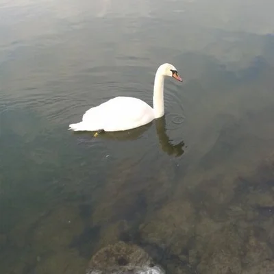 Janek