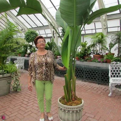 Katalin, Clyde