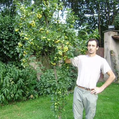 József, Somogyvár