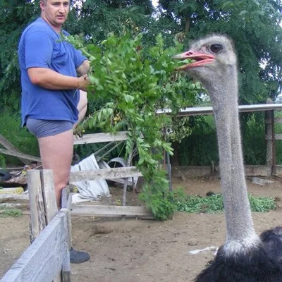Sándor