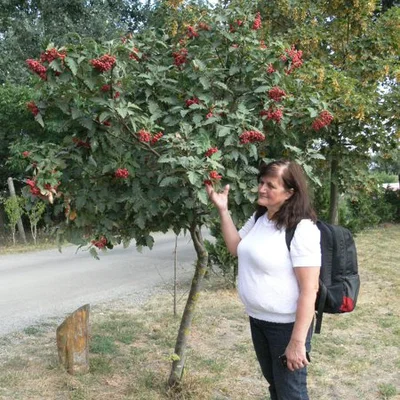Katalin