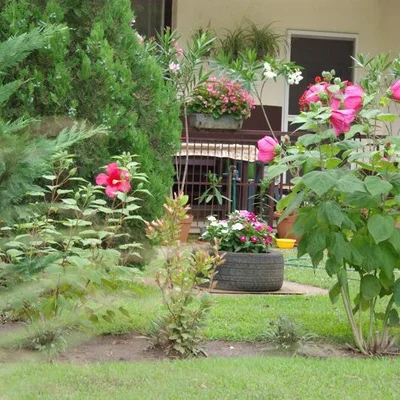 Rózsa