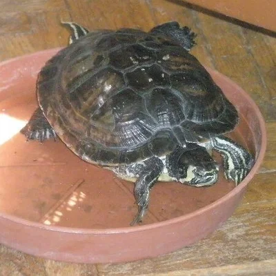 András