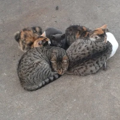 Kiskandur