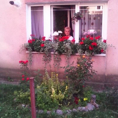Ibolya