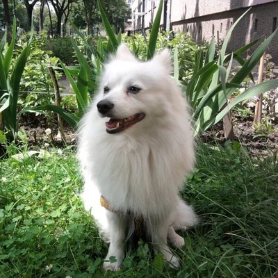 Laci