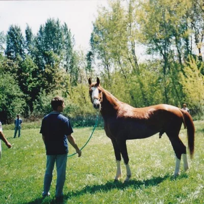 György