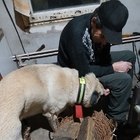 Csaby, társkereső Sepsiszentgyörgy