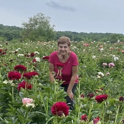 Judy, Marosvásárhely